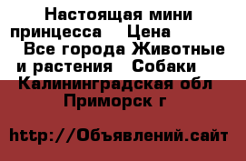 Настоящая мини принцесса  › Цена ­ 25 000 - Все города Животные и растения » Собаки   . Калининградская обл.,Приморск г.